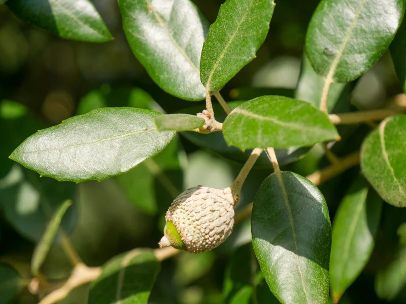 Quercus Ilex (Holm Oak)