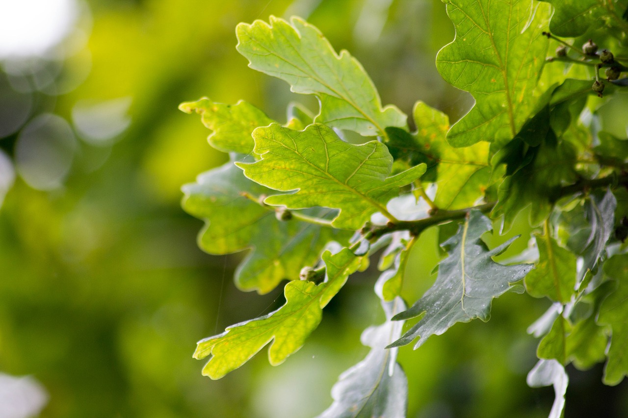 Quercus Robur (English Oak)