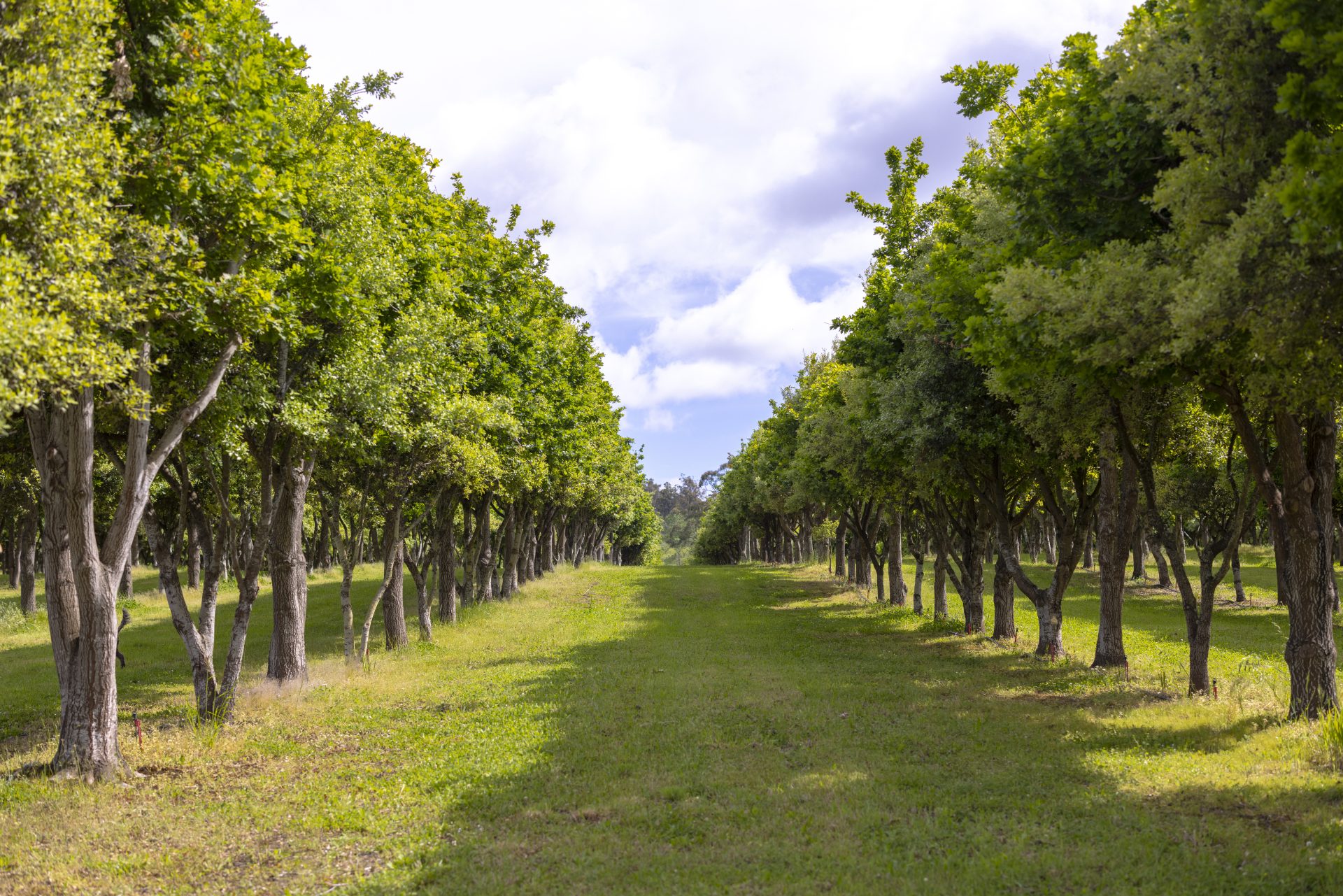 Tamar Valley Truffles Farm Tasmania